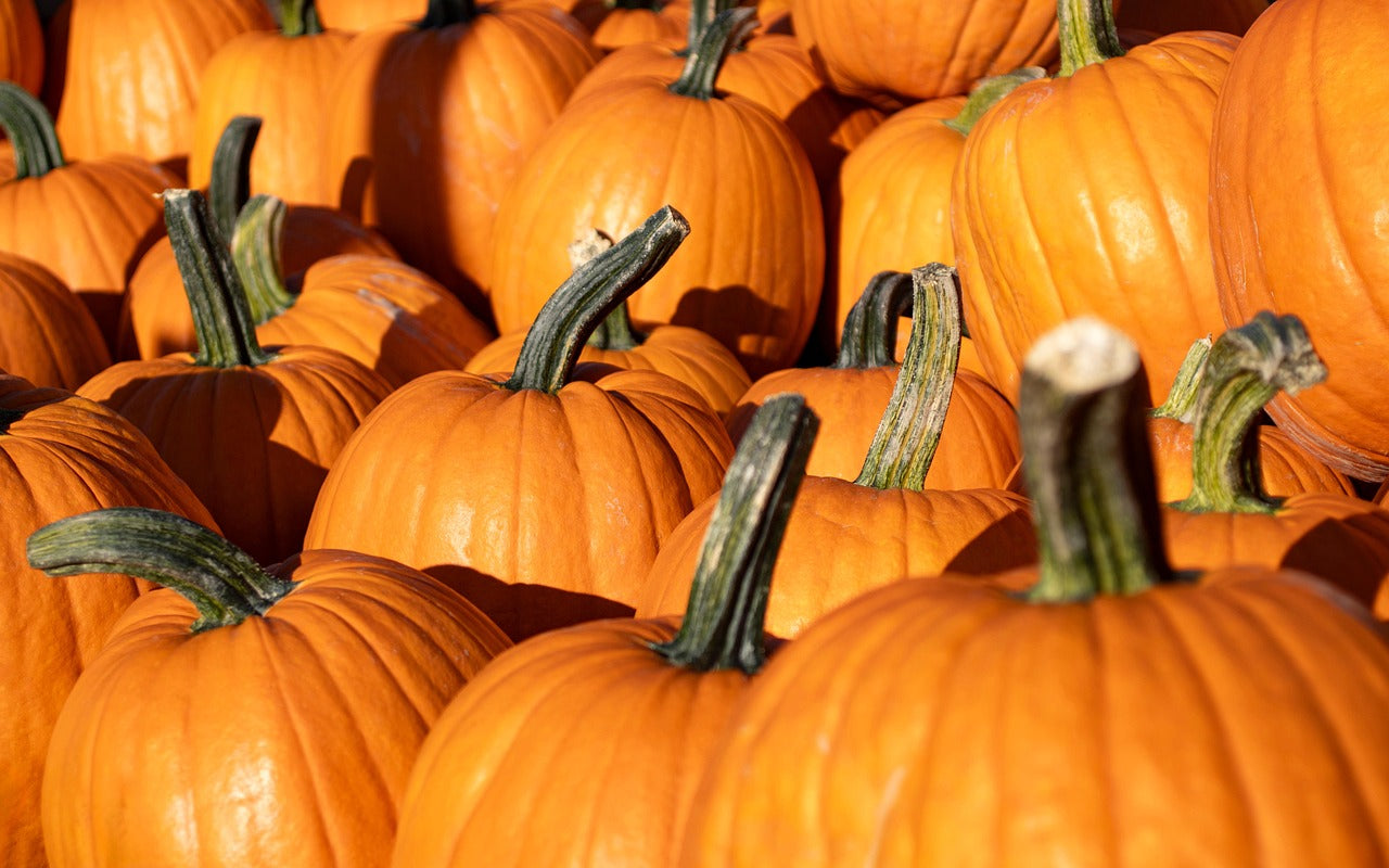 Harvest & Home: Sept 19