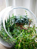 Studio Botanicals: Succulent Design image 0