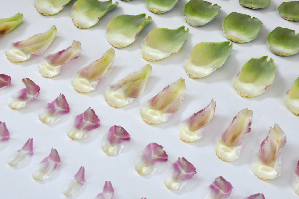 Handmade Paper & Pressed Flower Design Workshop image 2