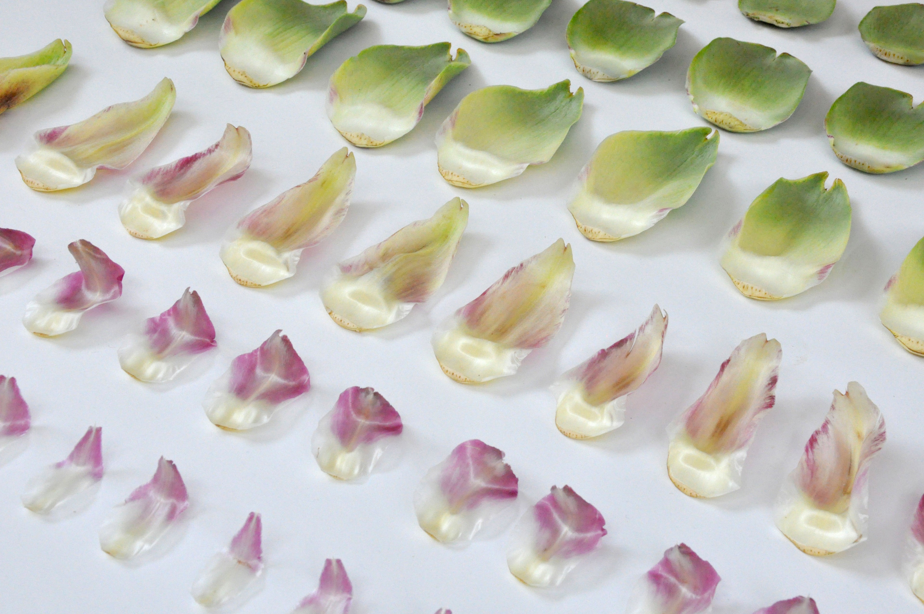 Handmade Paper & Pressed Flower Design Workshop image 2