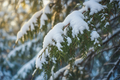 Adult Paint Night; Winter Wonderland - Nov 14